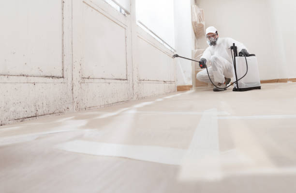 Black mold remediation team in West Palm Beach