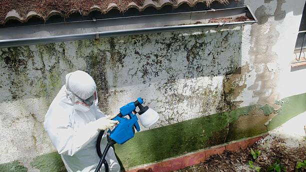 Mold Removal service in West Palm Beach